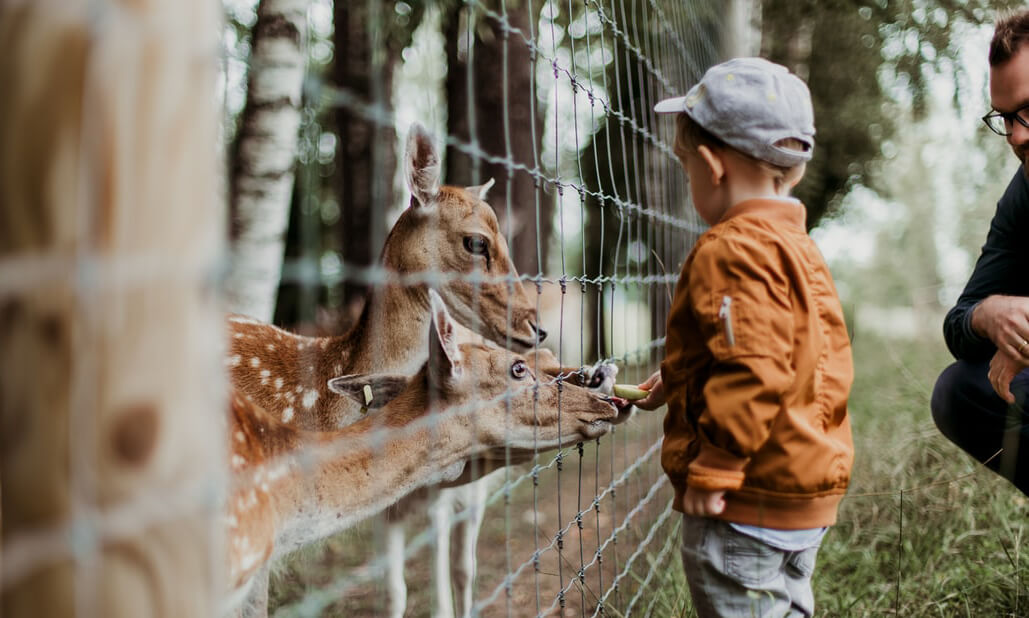 child petting deet at Broken Bow zoo